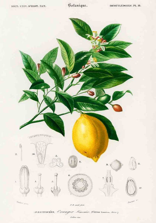 Vintage Lemon Tree