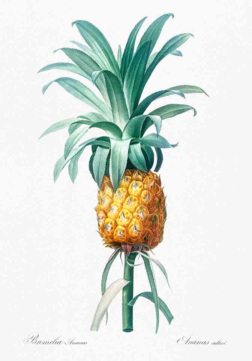 Vintage Pineapple