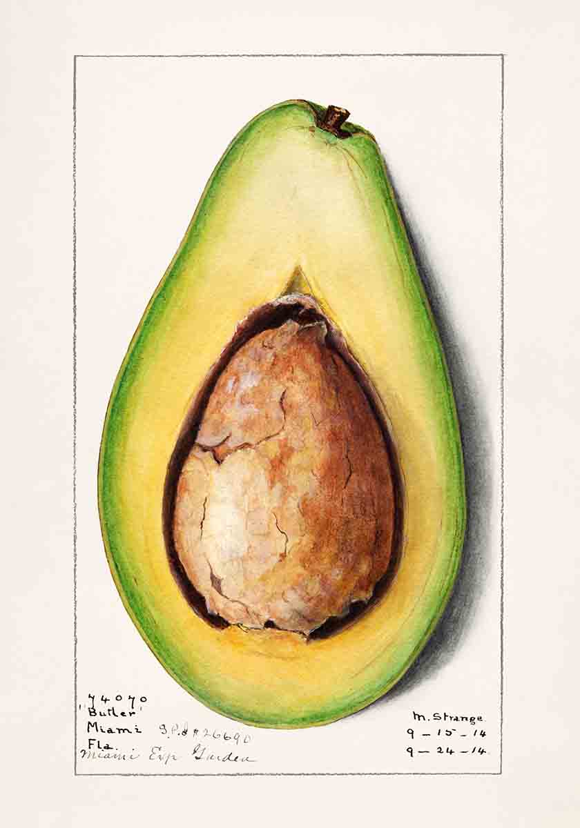 Vintage Avocado