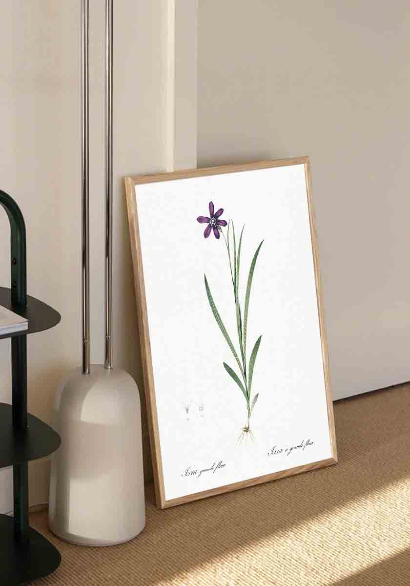 Vintage Ixia Flower