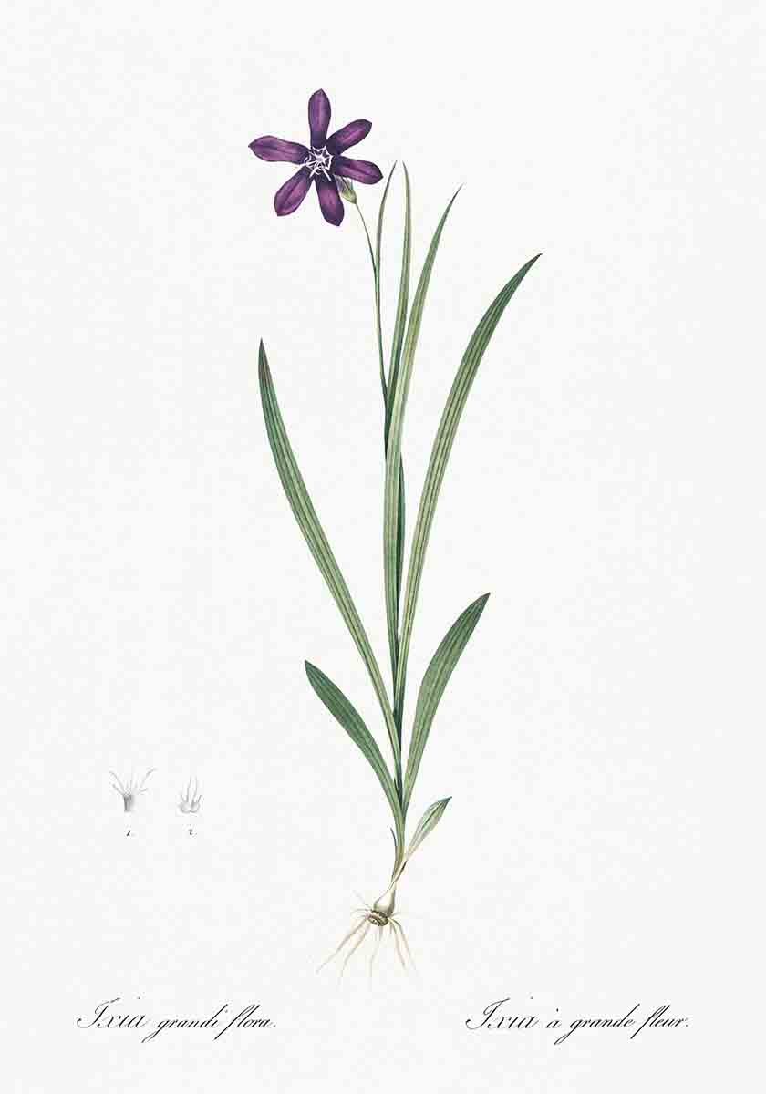 Vintage Ixia Flower