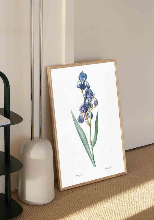 Vintage Dalmatian Iris Flower
