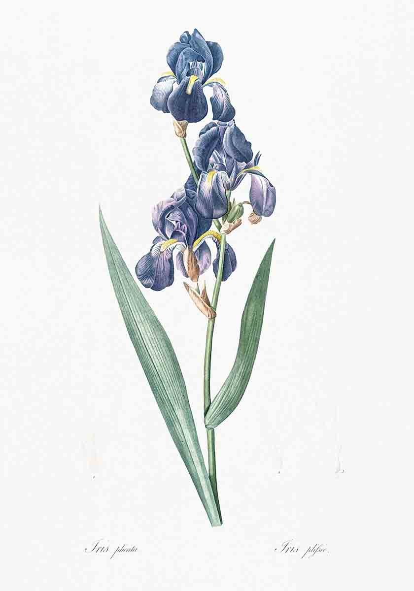 Vintage Dalmatian Iris Flower