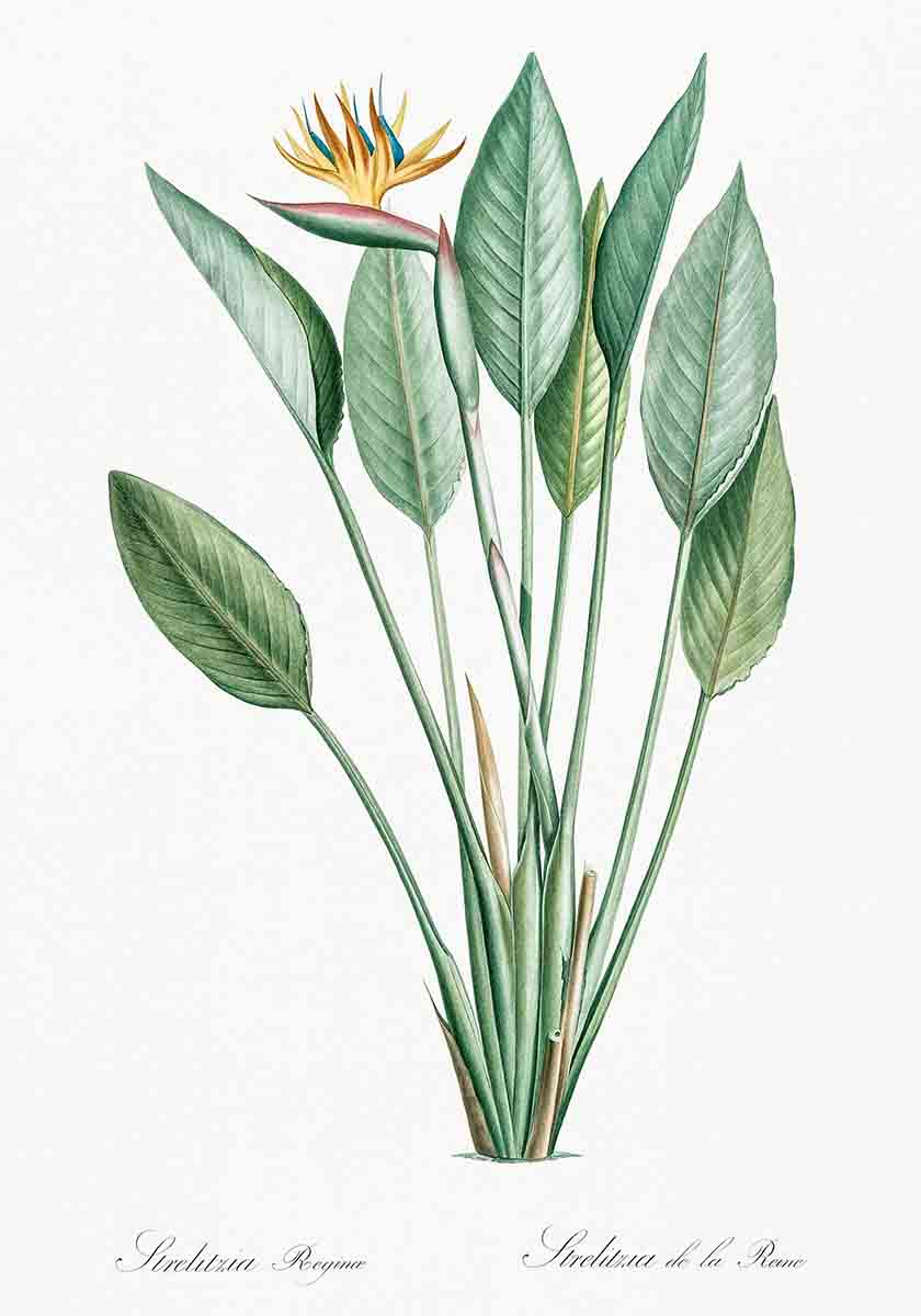 Vintage Bird of Paradise