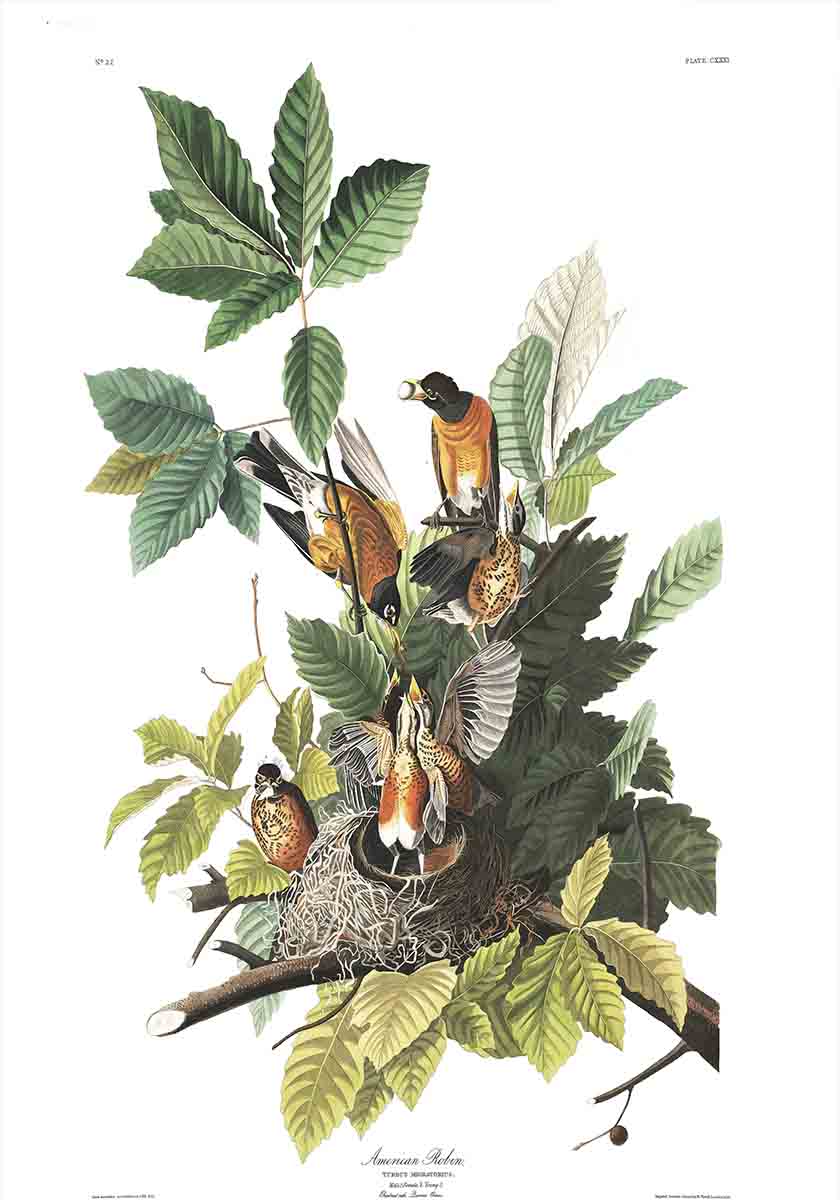 American Robin