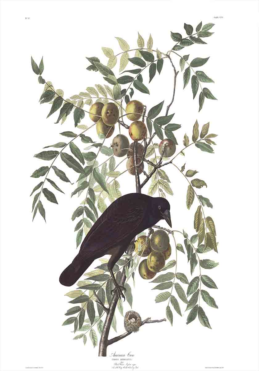 American Crow