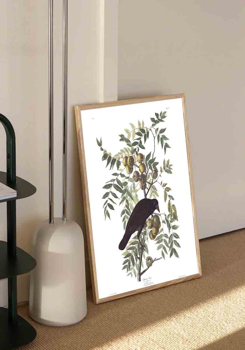 American Crow