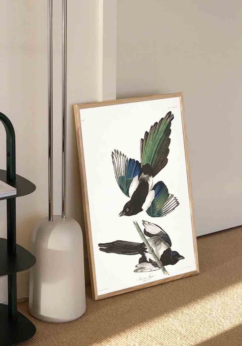 American Magpie