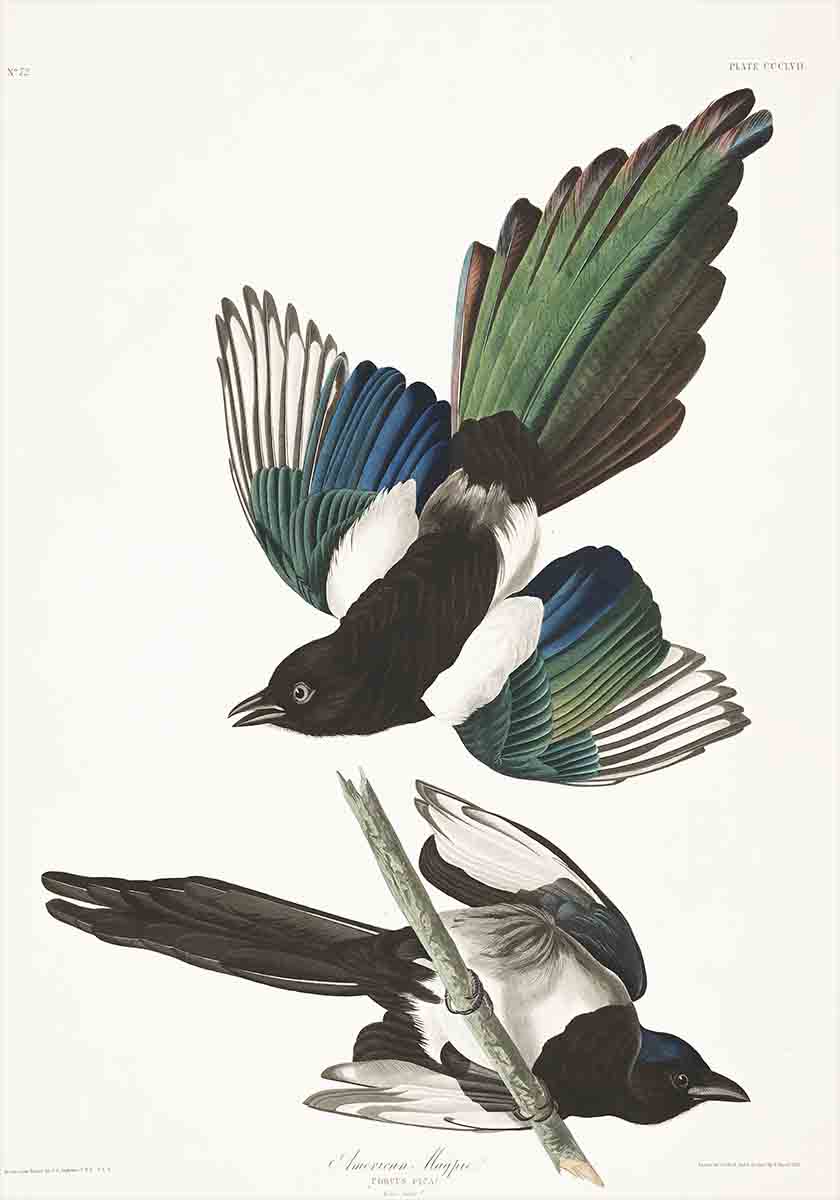 American Magpie