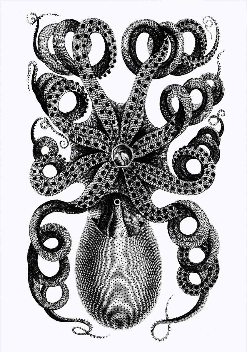 Octopus II