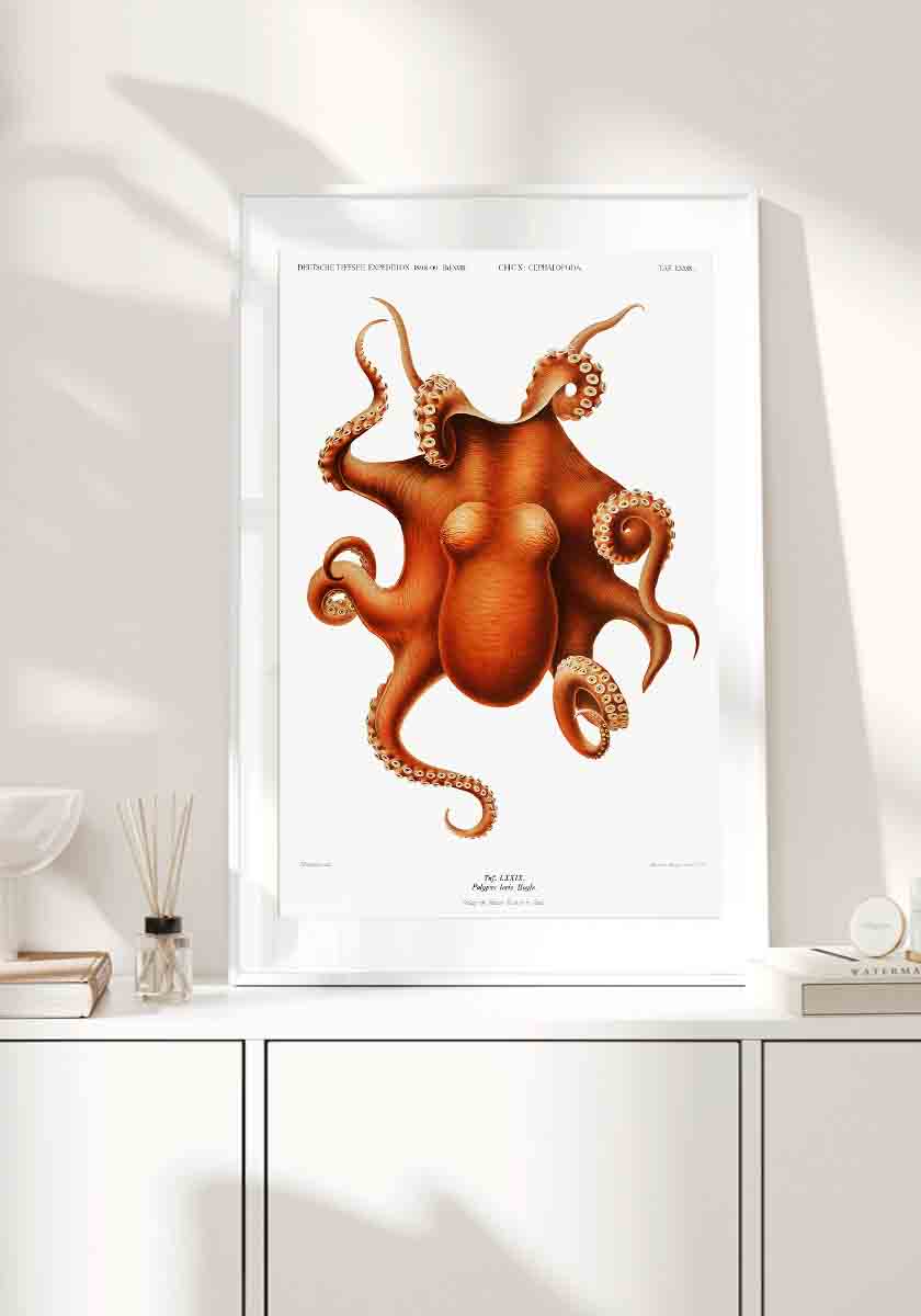 Octopus III