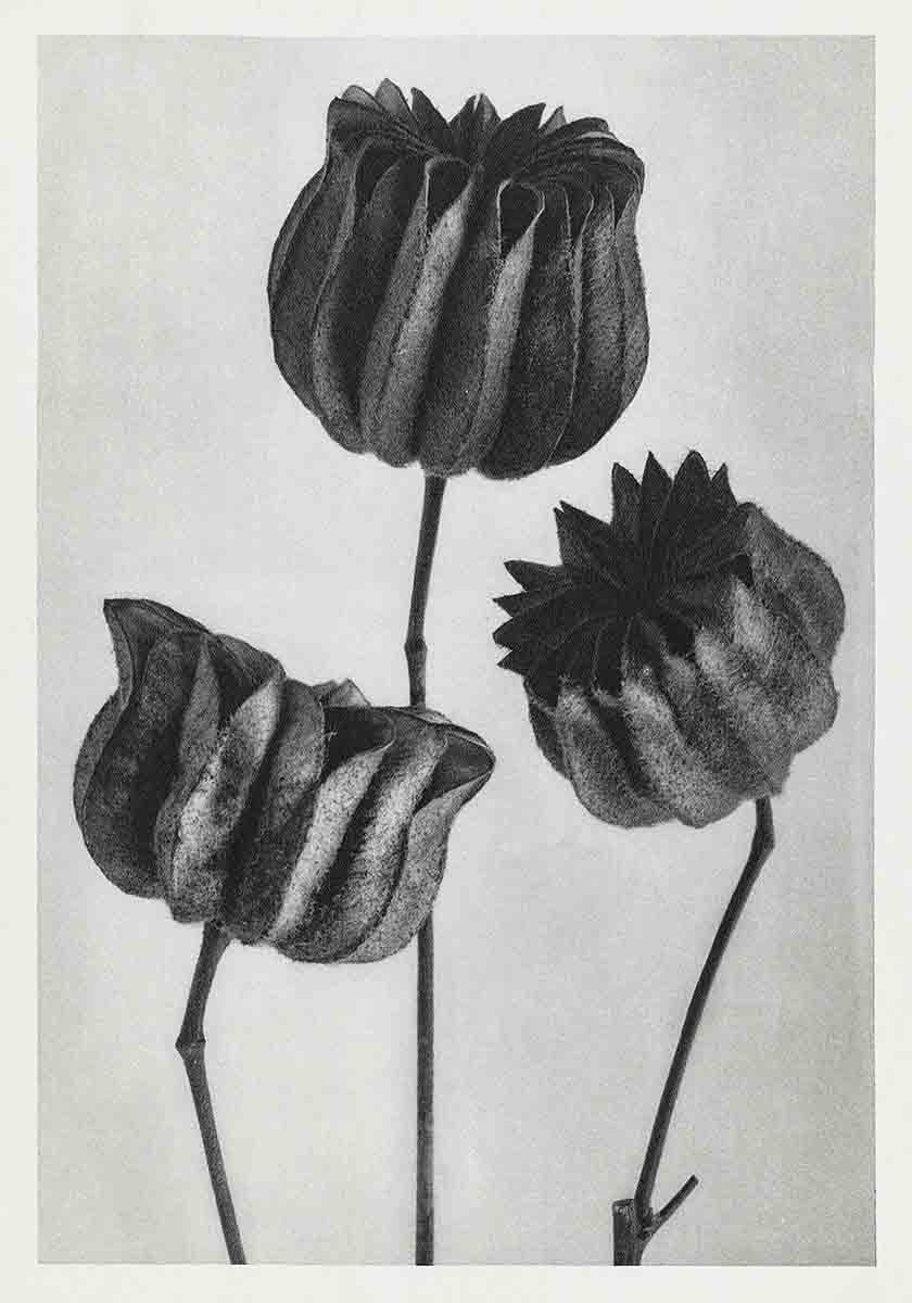 Karl Blossfeldt Print II