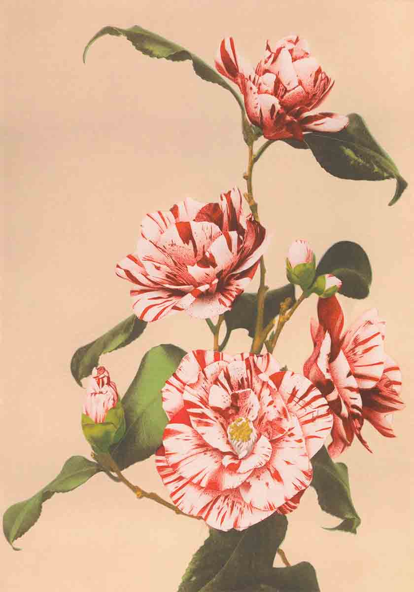 Ogawa Kazumasa Print VI