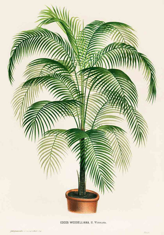 Vintage Palm Tree
