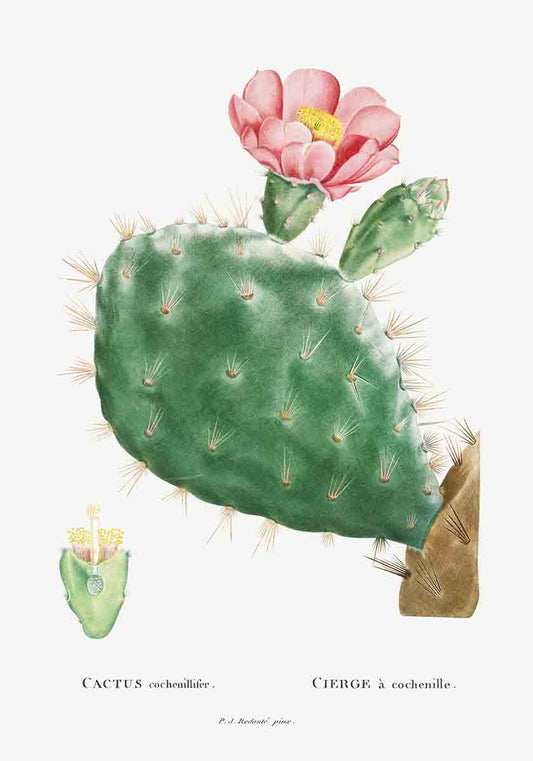 Vintage Cactus