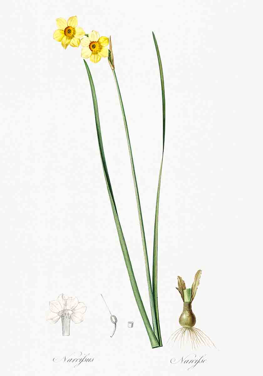 Vintage Daffodil Flower