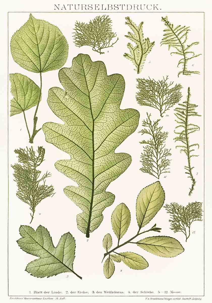 Vintage Leaf Print