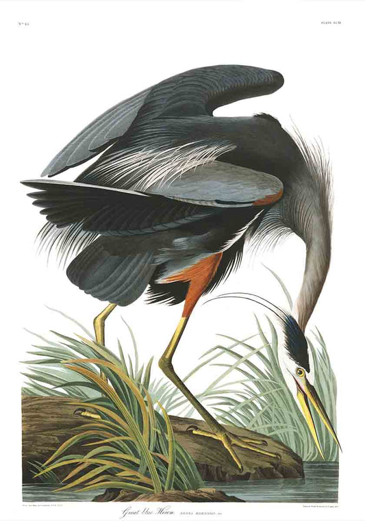 Great Blue Heron