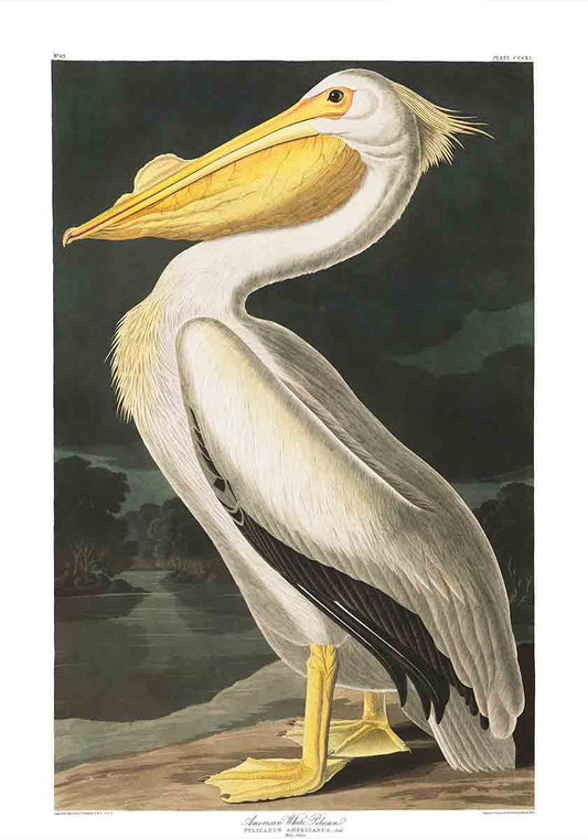 American White Pelican