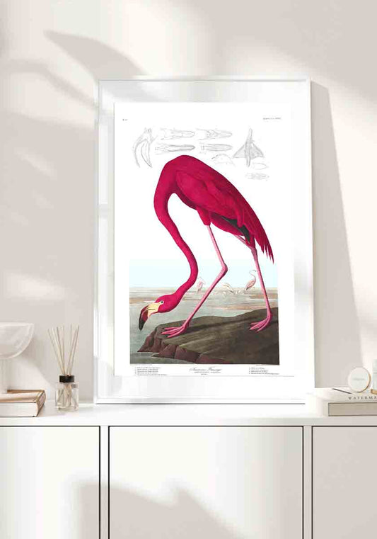 Flamingo