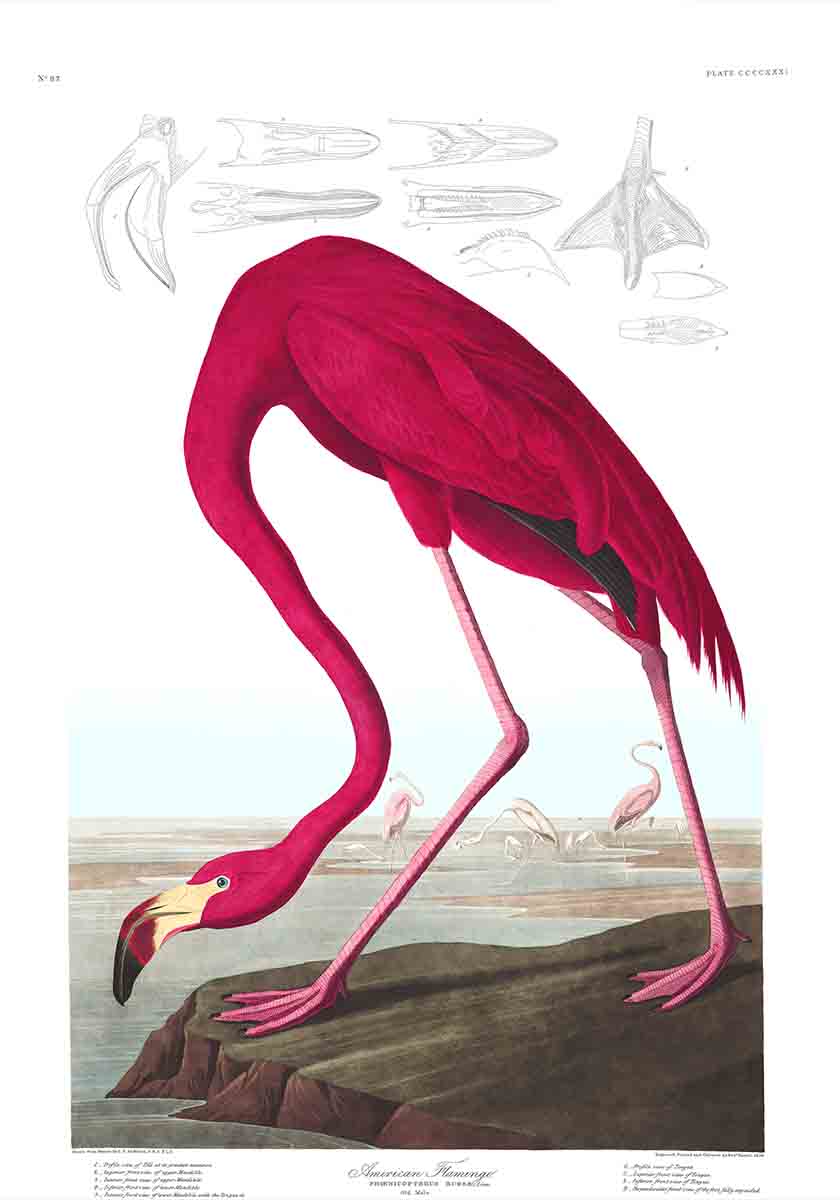 Flamingo