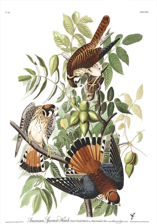 American Sparrow Hawk