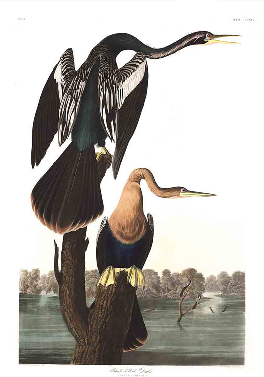 Black-Bellied Darter