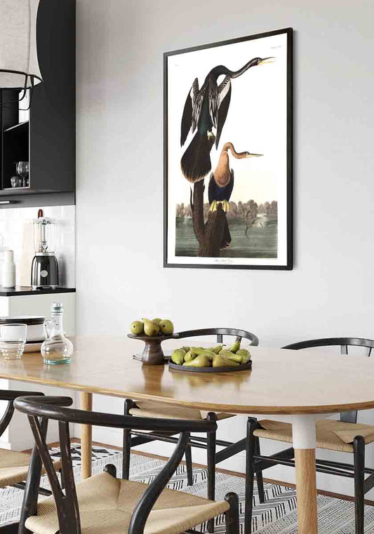 Black-Bellied Darter