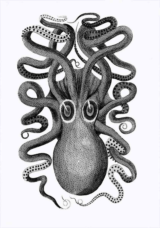 Octopus