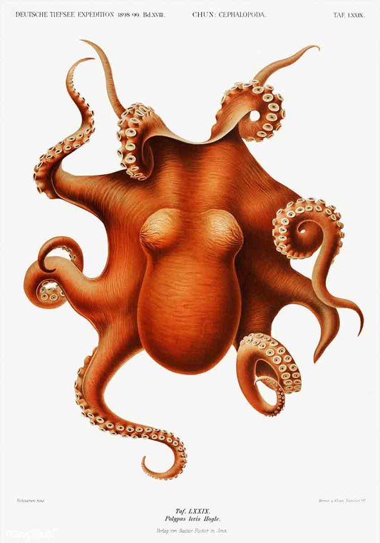 Octopus III