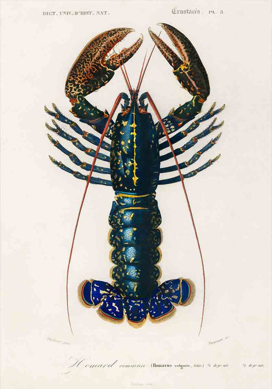 Blue Lobster
