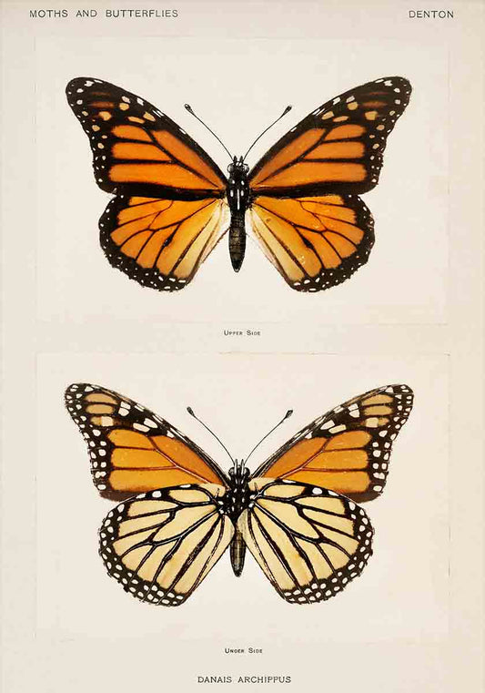 Monarch Butterflies