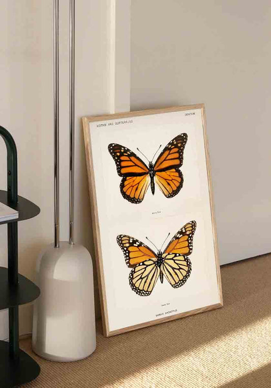 Monarch Butterflies