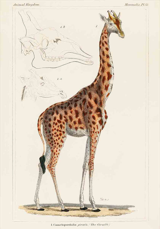 Giraffe