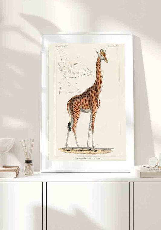Giraffe