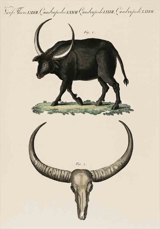Bull