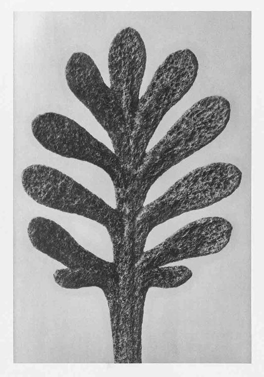 Karl Blossfeldt Print III