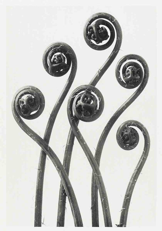 Karl Blossfeldt Print IV