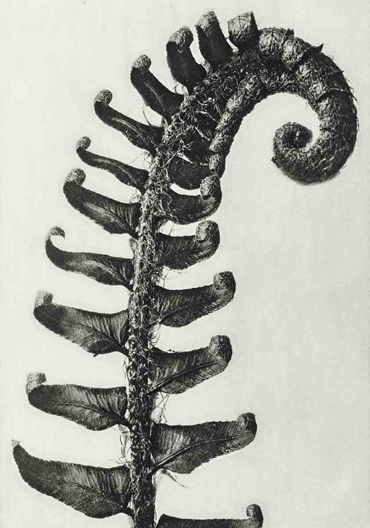 Karl Blossfeldt Print V