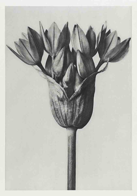 Karl Blossfeldt Print