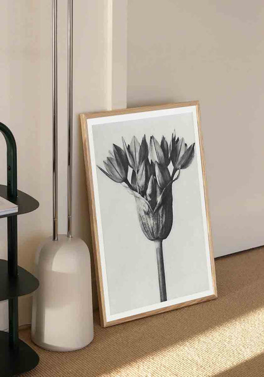 Karl Blossfeldt Print